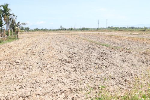 Hiện có nhiều cánh đồng đã được cày xới nhưng chưa có nước để đổ ải. Ảnh: NAM TRÂN
