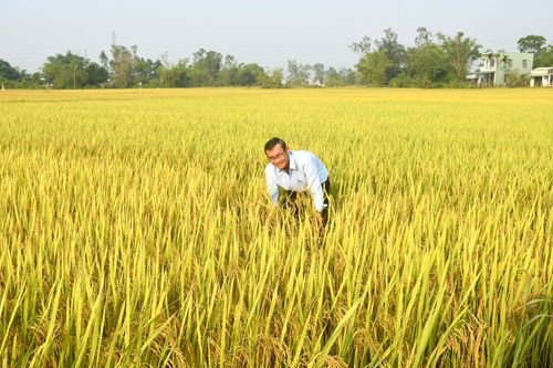 Hằng năm các địa phương trên địa bàn thành phố liên kết sản xuất lúa giống trên diện tích 5.000ha. Ảnh: QUANG VIỆT