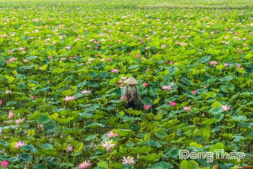 Hái sen trên đồng.