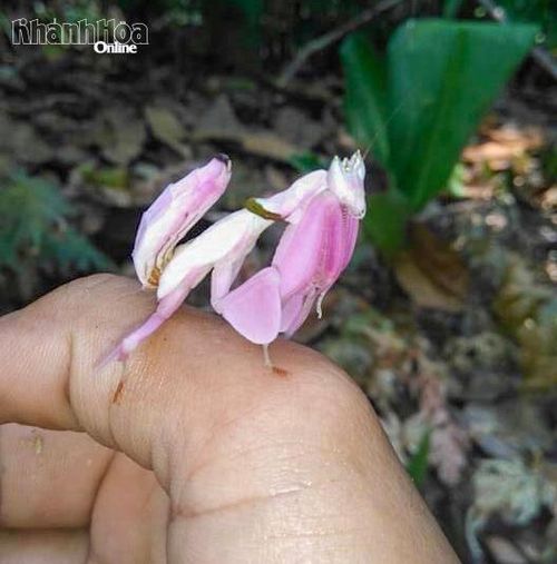 Bọ ngựa phong lan ghi nhận tại Khu Bảo tồn thiên nhiên Hòn Bà.