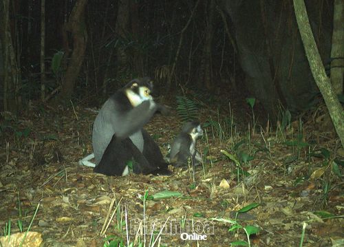 2 cá thể voọc chà vá chân đen tại Khu Bảo tồn thiên nhiên Hòn Bà được bẫy ảnh ghi lại.