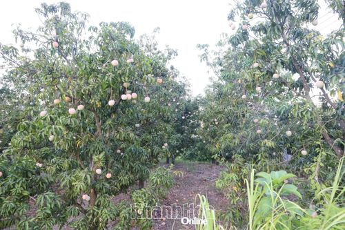 Một vườn xoài Úc ven đường chín đỏ, rụng đầy gốc.