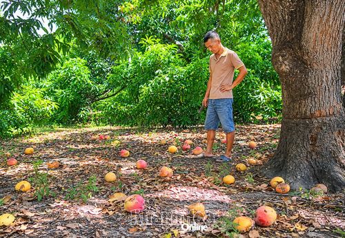 Ông Huỳnh Hữu Chức thẫn thờ dưới tán vườn xoài chín rụng đầy gốc.