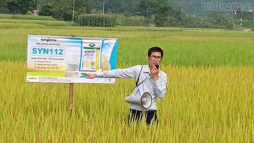 Đại diện Công ty TNHH Syngenta Việt Nam giới thiệu giống lúa Syn122.