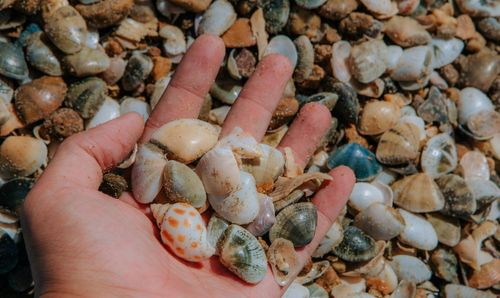 Chằn chằn là loài nhuyễn thể, có hình dạng giống con nghêu nhưng kích cỡ nhỏ hơn