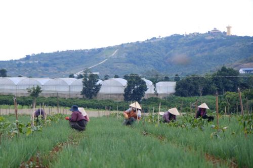 Công nghệ tưới tiêu được ứng dụng trong sản xuất nông nghiệp ở Đơn Dương.
