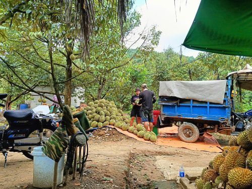 Mua bán sầu riêng tại vườn