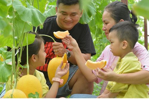 Gia đình chị Phạm Trần Nhật An ăn thử dưa vừa thu hái