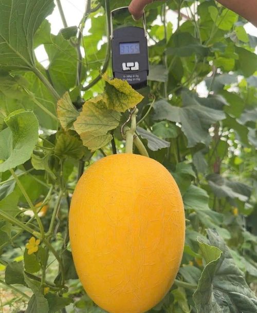 Một quả dưa đạt trọng lượng hơn 3,75kg. Mỗi cây, chủ vườn cắt tỉa, chỉ để lại 1 trái duy nhất