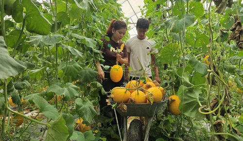 Các luống dưa được thu hoạch cuốn chiếu, công việc bắt đầu từ sáng sớm kéo dài tới khuya