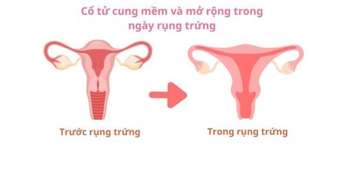 Thay đổi ở cổ tử cung khi rụng trứng.