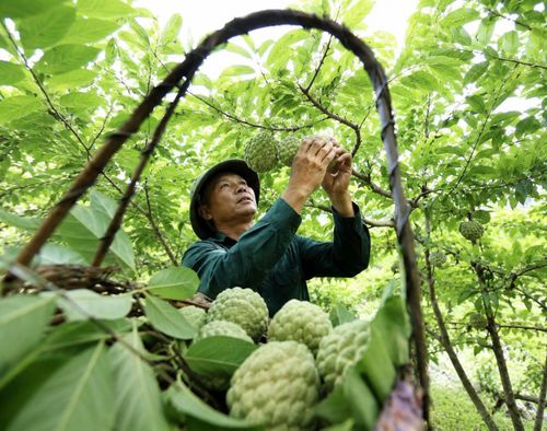 Ông Hoàng Văn Mạnh chăm sóc vườn na.