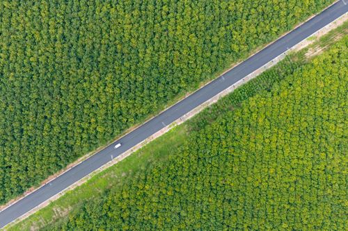  Ngoài ra, xã Dầu Tiếng còn nổi bật với những cánh rừng cao su bạt ngàn. Chạy xuyên những cánh rừng cao su này là tuyến ĐT 744, đây cũng là trục giao thông huyết mạch của huyện Dầu Tiếng trước đây. Bên cạnh việc tạo trục lưu thông thông suốt, tỉnh lộ ĐT 744 còn kết nối nhiều khu công nghiệp trọng điểm của tỉnh Bình Dương cũ như VSIP 2, Sóng Thần 3, Mỹ Phước 1-2-3... 