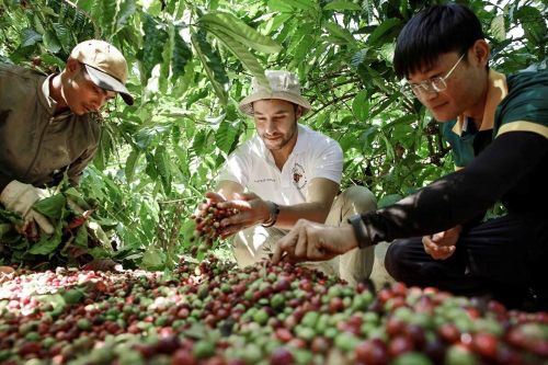 Du khách nước ngoài thích thú với trải nghiệm "từ vườn đến tách"