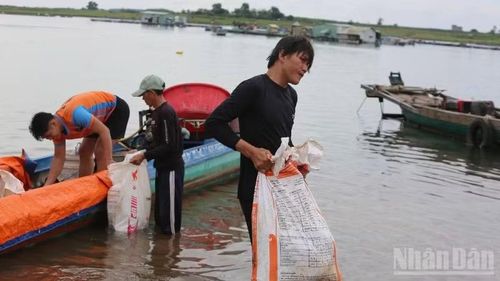Người dân vớt cá chết đưa vào bờ để bán cho các đơn vị làm phân hữu cơ.