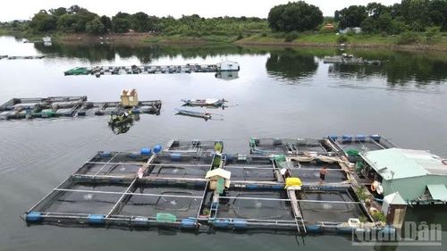 Khu vực các lồng, bè có cá bị chết hàng loạt trong 2 ngày 30 và 31/5.