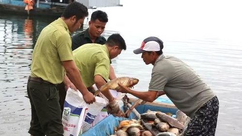 Lực lượng chức năng hỗ trợ người nuôi cá bè vớt số cá đưa vào bờ trong ngày 1/6.