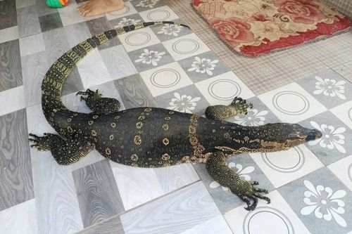 Cá thể kỳ đà.
