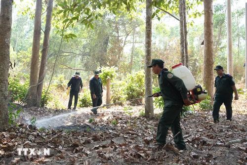 Diễn tập phòng cháy chữa cháy rừng cho các lực lượng bảo vệ rừng Lò Gò-Xa Mát. (Ảnh: Minh Phú/TTXVN)