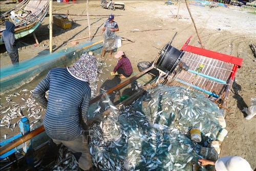 Sau chuyến biển kéo dài nhiều giờ, ngư dân đưa những mẻ lưới dày đặc cá trích vào bờ trong niềm vui được mùa.