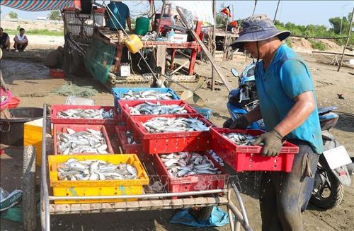 Cá trích sau quá trình lựa chọn, phân loại, sơ chế được xếp lên các xe kéo, vận chuyển đi tiêu thụ ở các chợ, hoặc các điểm thu mua để chế biến nước mắm, bột cá.