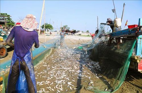 Những đôi tay thoăn thoắt gỡ cá khỏi lưới, khẩn trương chuẩn bị cho công đoạn phân loại, rửa sạch bằng nước biển và vận chuyển đi tiêu thụ.