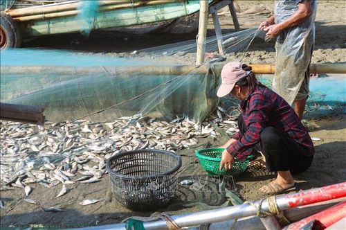 Cá trích khi được gỡ khỏi lưới sẽ nhanh chóng được nhặt vào các loại rổ để mang đi rửa, loại bỏ cát biển bám trên thân cá.