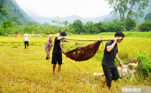Đàn ông gánh lúa lên bờ để tuốt bằng máy.
