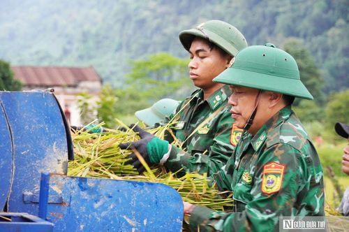 Mỗi vụ mùa không thể thiếu hình ảnh lực lượng biên phòng.