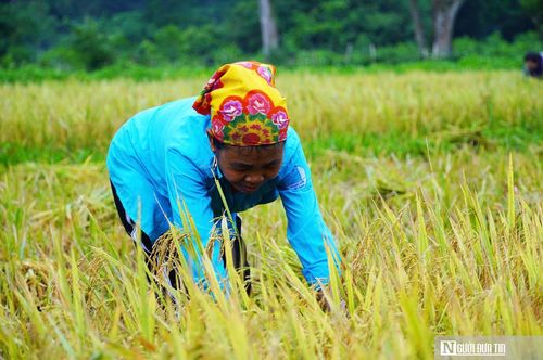 Từ chỗ còn bỡ ngỡ với cây lúa nước, nay bà con đã biết chủ động mùa vụ, chăm sóc lúa và hỗ trợ nhau trong sản xuất.