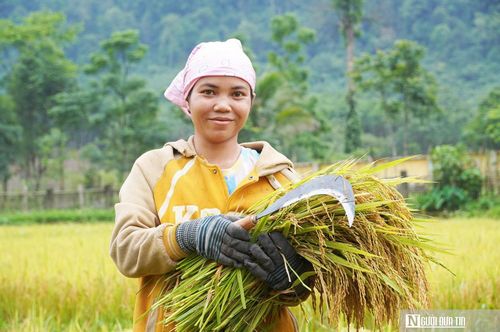 Phụ nữ dùng liềm cắt lúa, bó thành từng cụm nhỏ.