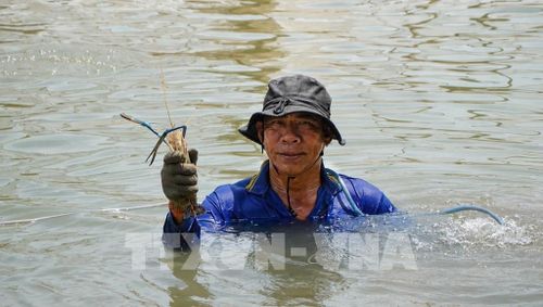 Khi dỡ chà, người dân bắt được nhiều loại thủy sản có giá trị kinh tế cao như tôm, cá trèn, cá lăng. Ảnh: Nhựt An - TTXVN