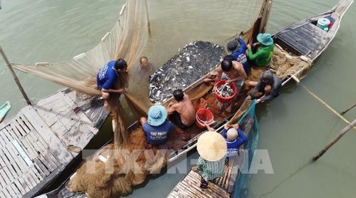 Dỡ chà là phương thức đánh bắt thủy sản thuận thiên, vừa khai thác, vừa gắn với bảo tồn và tái tạo người lợi thủy sản. Ảnh: Nhựt An - TTXVN