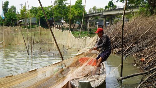Sau khi bao lưới xung quanh đống chà, người dân kéo lưới để bắt cá. Ảnh: Nhựt An - TTXVN