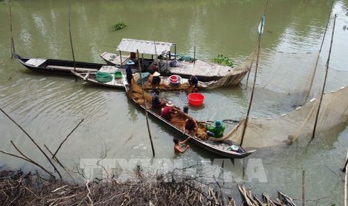 Công việc dỡ chà tạo việc làm cho nhiều lao động địa phương. Ảnh: Nhựt An - TTXVN