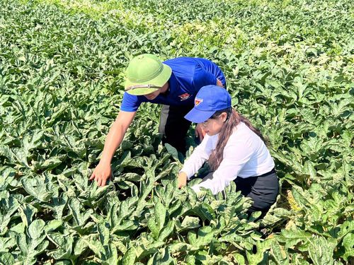 Anh Trương Giáo Ngô Quân chăm sóc ruộng dưa hấu trên diện tích đất được cải tạo từ đất bỏ hoang. Ảnh: HẢI HƯNG