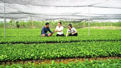 Mỗi năm gia đình cung ứng ra thị trường 80 nghìn bầu quế giống.