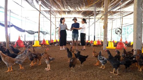 Trang trại nuôi gà của gia đình anh Bùi Văn Mạnh.