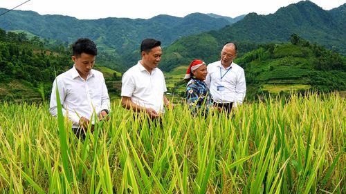 Đồng chí Nguyễn Trung Kiên (thứ hai từ trái sang), Bí thư Đảng ủy, Chủ tịch HĐND xã Mường Bo cùng lãnh đạo UBND xã khảo sát tình hình sản xuất nông nghiệp trên địa bàn.