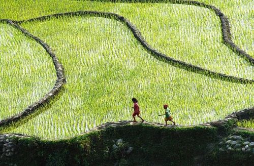  Chạy nhảy trên cánh đồng quê hương. Ảnh: Huy Trường 