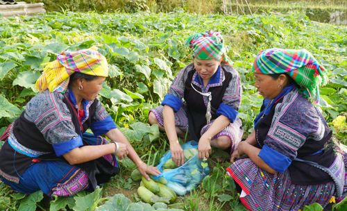 Chị Khang Thị Bla (người ở giữa) thăm Tổ hợp tác trồng dưa bản Dề Thàng.