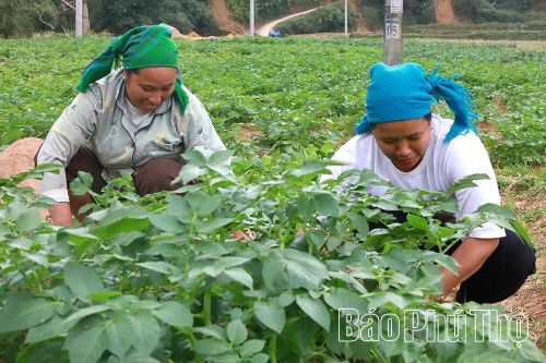 Phong trào thi đua giảm nghèo, làm giàu được đẩy mạnh trong dòng họ Xa ở xóm Chiềng Cang - xã Đức Nhàn.