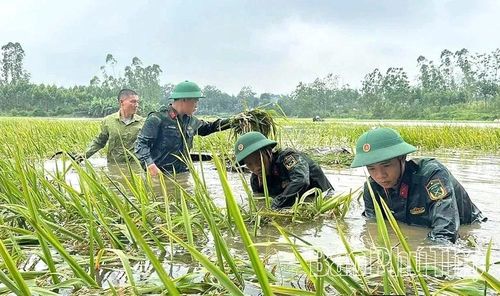 LLVT tỉnh hỗ trợ Nhân dân xã Dân Chủ thu hoạch lúa chạy ngập.