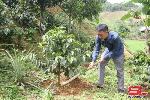 Nông dân bản Mường Lạn, xã Mường Lạn chăm sóc cây cà phê.