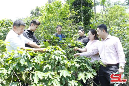 Cán bộ Ngân hàng CSXH tỉnh kiểm tra việc sử dụng vốn vay theo Quyết định số 22/2023/QĐ-TTg tại phường Chiềng An.