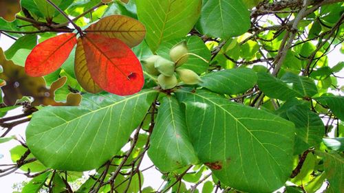 Không chỉ tạo bóng mát, lá bàng còn được sử dụng để uống hỗ trợ chăm sóc sức khỏe (Ảnh minh họa)