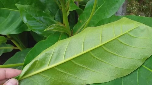Không nên dùng lá bàng bị sâu, bị bệnh, tránh trường hợp lông sâu gây kích ứng cho da (Ảnh minh họa)