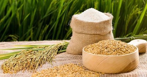 Giá các loại lúa tăng nhẹ. (Ảnh minh họa)