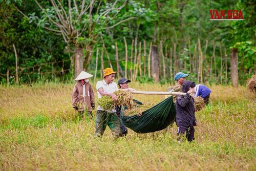 Đồng bào Rục vào mùa thu hoạch lúa