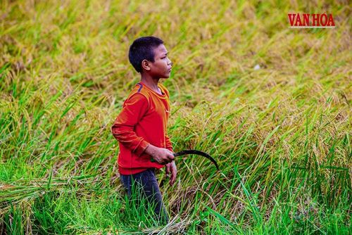 Những đứa trẻ vùng cao tỉnh Quảng Trị được tiếp cận việc làm lúa nước, tạo lương thực nuôi sống bản thân mình